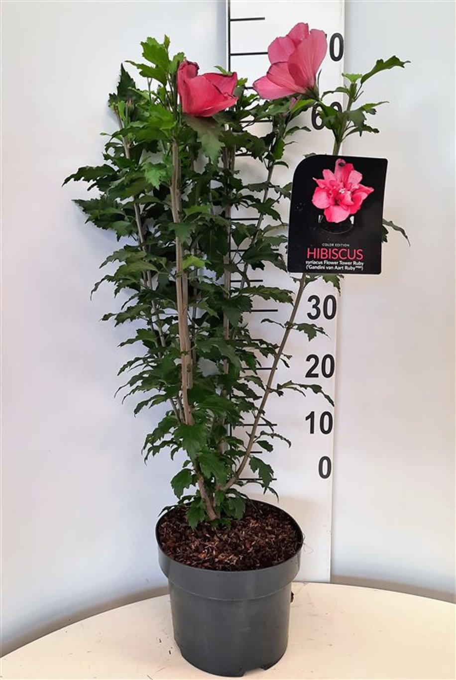 Hibiscus syr. 'Flower Tower Ruby' - C5 60-80 CM